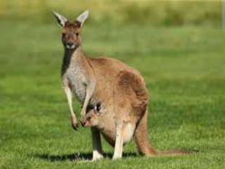 Learn 91+ about australia national animal hot 